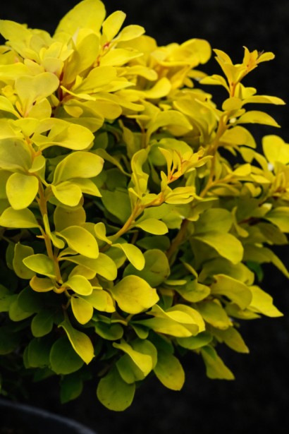 Барбарис тунберга Голдаліта|Berberis thunbergii ‘Goldalita’|Барбарис тунберга Голдалита 